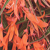 Begonia Bonfire