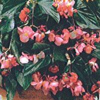 Begonia Dragonwing Pink