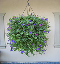 hanging basket