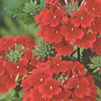 Verbena Tukana Scarlet
