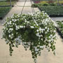 10" hanging baskets