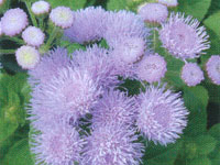 Ageratum Hawaii Blue