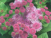 Ageratum Hawaii Royal