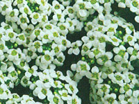 Alyssum Rose