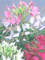 Cleome Sparkler Mix