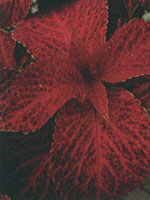 Coleus Velvet Red