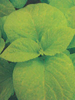 Coleus Wizard Golden