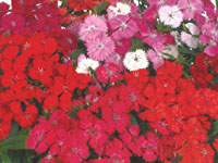 Dianthus Diamond Mix