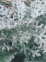 Dusty Miller Silver Dust