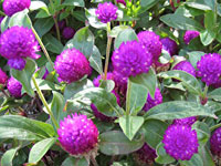 Gomphrena Buddy Purple