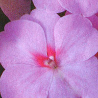 Impatiens Super Elfin Lavender