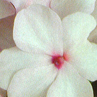 Impatiens Super Elfin Light Pink