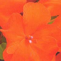 Impatiens Super Elfin Bright Orange