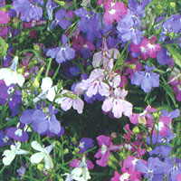 Lobelia Regatta Mix