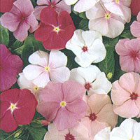 Vinca Cooler Mix