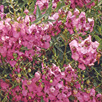 Carita Cascade Deep Purple
