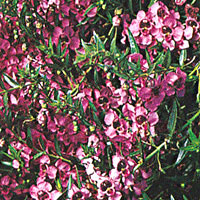 Angelonia Carita Deep Pink