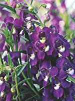 Angelonia Carita Purple