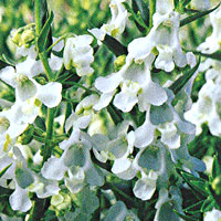 Angelonia Carita White