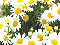 Argyranthemum Sassy White