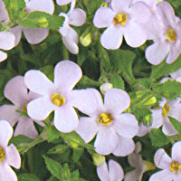 Bacopa Gulliver Lavender