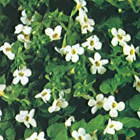 Bacopa Snowflake