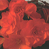 Begonia Mocca Orange