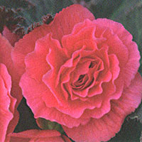 Begonia Mocca Pink Shades