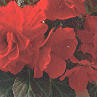 Begonia Mocca Scarlet