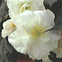 Begonia Mocca White