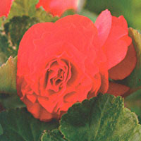 Begonia Nonstop Deep Orange