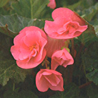 Begonia Non Stop Pink