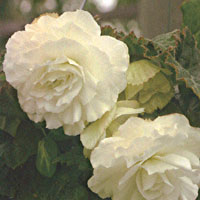 Begonia Non Stop White