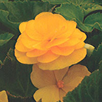 Begonia Non Stop Yellow