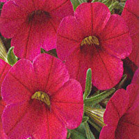 Calibrachoa Callie Bright Red