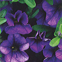 Calibrachoa Callie Dark Blue