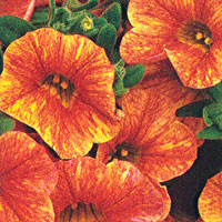 Calibrachoa Callie Sunrise.jpg