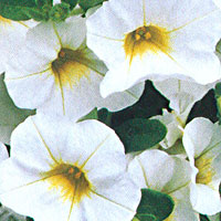 Calibrachoa Callie White