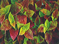 Coleus Alabama Sunset