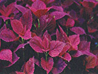 Coleus Burgundy Sun