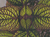 Coleus Fishnet Stockings