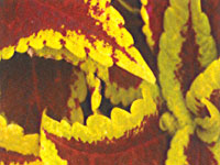 Coleus Red Coat