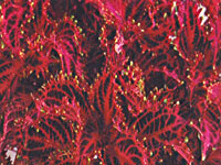 Coleus Red Ruffles