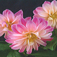 Dahlia Starsister Light Pink Picotee