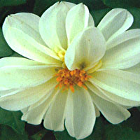 Dahlia Starsister White