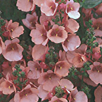 Diascia Flying Colors Apricot