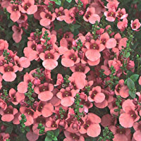 Diascia Flying Colors Coral