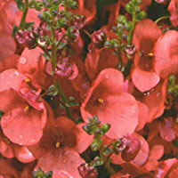 Diascia Flying Colors Orange