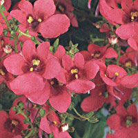 Diascia Genta Antique Red