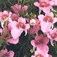 Diascia Genta Pink